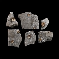 Natural History - Lyme Regis Fossil Ammonite Group