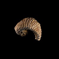 Natural History - Rastellum Fossil Bivalve