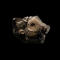 Natural History - Fossil Ammonite Cluster
