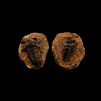 Natural History - Flexicalymene Fossil Trilobite Nodule