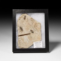 Natural History - Fossil Dragonfly Larvae in Matrix