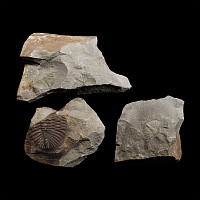 Natural History - Welsh Fossil Trilobite Group