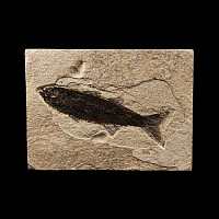 Natural History - Mioplosus Fossil Fish in Matrix