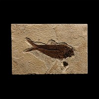 Natural History - Diplomystus Dentatus Fossil Fish in Matrix