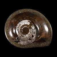 Natural History - Large Polished Goniatite Display Plate