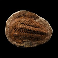 Natural History - Large Fossil Cambropallas Trilobite