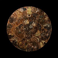 Natural History - Polished Fossil Ammonite Plate