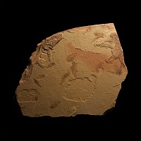 Natural History - 'Guppy' Fossil Fish Plate