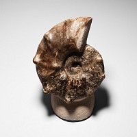 Natural History - Polished Fossil Ammonite Display