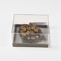 Natural History - Fossil Coral Head