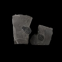 Natural History - Elrathia Fossil Trilobites