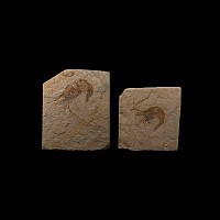 Natural History - Fossil Shrimps in Matrices