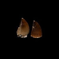Natural History - Large Mosasaur 'Marine Dinosaur' Tooth Pair