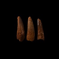 Natural History - Spinosaurus Dinosaur Fossil Tooth Group
