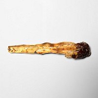 Natural History - Copal with Spider and Insects
