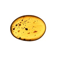 Natural History - Polished Amber with Insect Inclusions