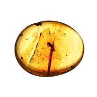 Natural History - Polished Amber with Insect Inclusions