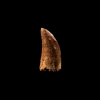 Natural History - African 'T-Rex' Dinosaur Tooth
