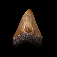 Natural History - Large Megalodon Giant Shark's Fossil Tooth