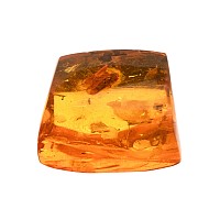 Natural History - Polished Amber with Insect Inclusion