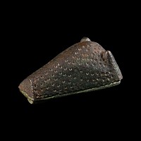 Viking Bronze Boar's Head Brooch