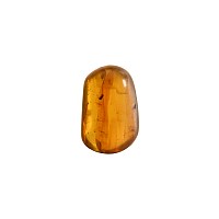 Natural History - Amber with Insect Inclusions
