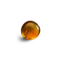 Natural History - Amber with Insect Inclusions