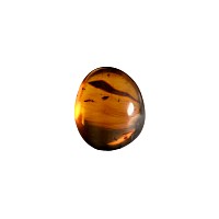 Natural History - Amber with Insect Inclusions