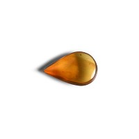Natural History - Amber with Insect Inclusions