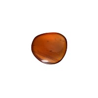 Natural History - Amber with Insect Inclusions