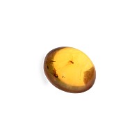 Natural History - Amber with Insect Inclusions