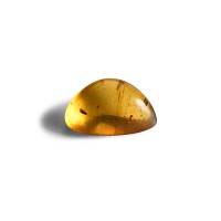 Natural History - Amber with Insect Inclusions