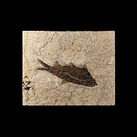 Natural History - Knightia Fossil Fish in Matrix