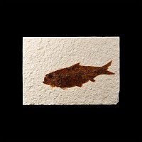 Natural History - Knightia Fossil Fish in Matrix