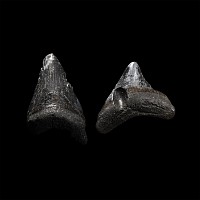 Natural History - Juvenile Megalodon Giant Shark Fossil Tooth Pair