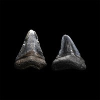 Natural History - Juvenile Megalodon Giant Shark Fossil Tooth Pair