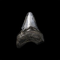 Natural History - Juvenile Megalodon Giant Shark Fossil Tooth