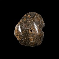 Natural History - Fossil Hexagonaria Coral