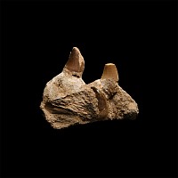 Natural History - Mosasaur Fossil Jaw Section