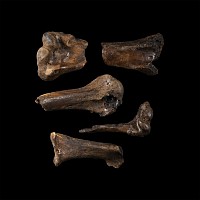 Natural History - Fossil Bird Bone Group