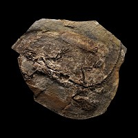 Natural History - Fossil Barasaurus Skeleton