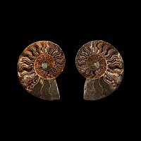Natural History - Cut Fossil Ammonite Halves