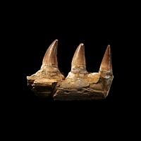 Natural History - Mosasaur Fossil Jaw Section