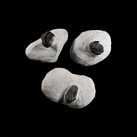 Natural History - Fossil Morocops Trilobite Group