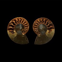 Natural History - Cut Fossil Ammonite Halves