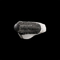 Natural History - Fossil Mesacristata Trilobite