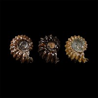 Natural History - Polished Douvilleiceras Ammonite Group