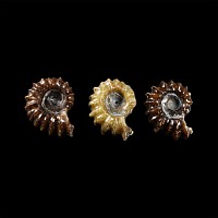 Natural History - Polished Douvilleiceras Ammonite Group