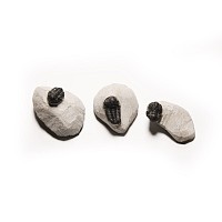 Natural History - Fossil Morocops Trilobite Group