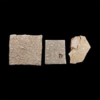 Natural History - Fossil Fly Group